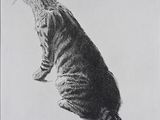 drawing of a cat sitting on its hind legs in the air