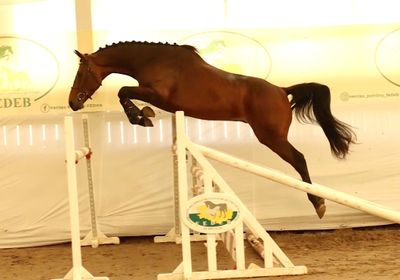 a horse that is jumping over a jump in the air