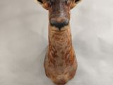 a statue of a goat with horns on it ' s head