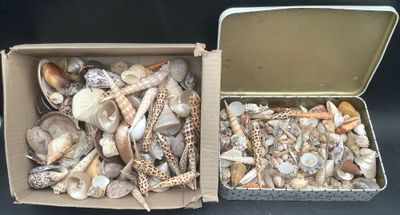 deux boîtes remplies de coquillages posées sur une table