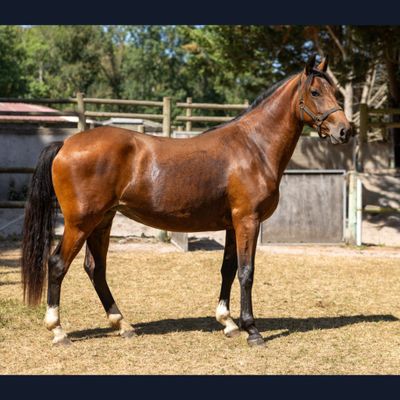 un cheval brun qui se tient debout dans l'herbe