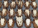 de nombreux crânes de cerfs exposés sur une table