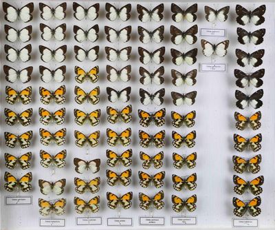 de nombreux types de papillons différents présentés dans une vitrine