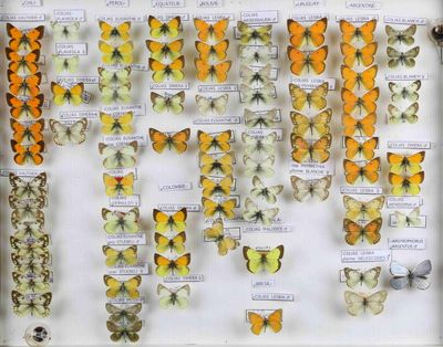 de nombreux types de papillons différents présentés dans une vitrine