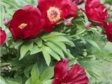 many red peonies growing in the garden