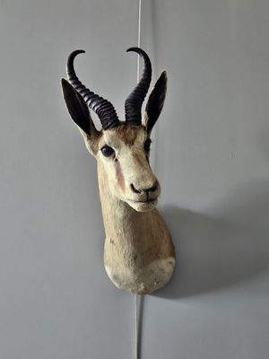 a antelope head mounted on the wall of a room