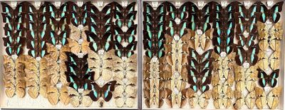 a lot of butterflies that are sitting in a box