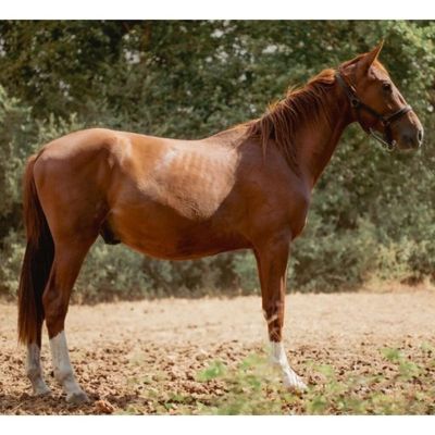 un cheval brun dans un champ, avec des arbres en arrière-plan
