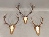 three deer heads mounted on a wall in a room