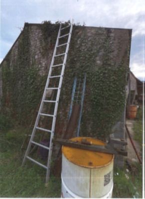 une échelle appuyée contre un immeuble recouvert de lianes