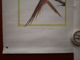 a picture of a bird that is hanging on a wall