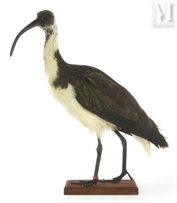 a black and white bird with a long beak on a wooden stand