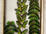 a picture of a display of butterflies in a box