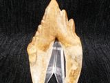 an image of a tooth with a toothbrush in it