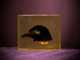 un oiseau perché à l'intérieur d'une boîte en verre