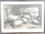 une photo d'une photo représentant des moutons dans une grange
