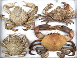 a lot of crabs that are in a white box