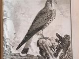 a picture of a bird sitting on a tree branch