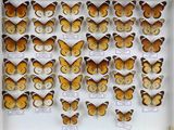 de nombreux papillons dans une vitrine, accompagnés d'étiquettes