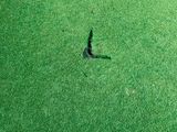a bird that is standing in the middle of a green field