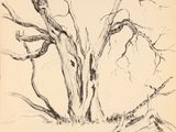 dessin représentant un arbre nu, sans feuilles, dans un champ