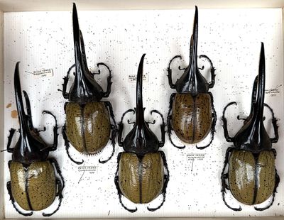 six beetles are mounted on a white board in a display case