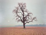 une photo d'un arbre au milieu d'un champ
