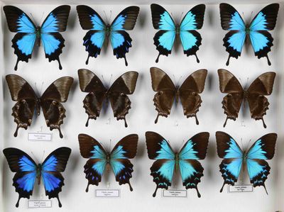 de nombreux papillons exposés dans une boîte
