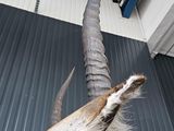 a antelope that is standing in a room