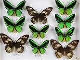 six papillons verts et noirs dans un cadre blanc