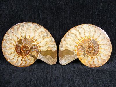 pair of ammonite shell bookends