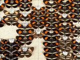 a lot of butterflies that are on the wall