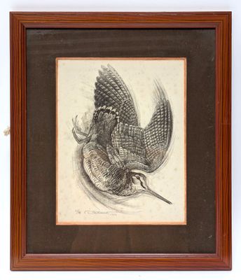 a drawing of a bird in flight with its wings spread