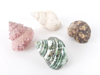 three different types of seashells on a white surface