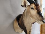 a antelope mounted on a wall in a room