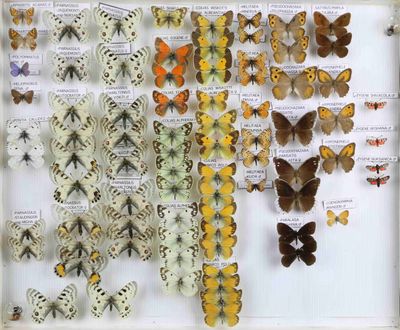 de nombreux types de papillons différents présentés dans une vitrine