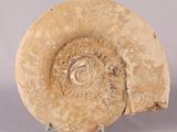 une image représentant un coquillage fossilisé posé sur un socle, sur fond gris