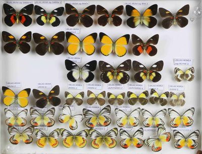 de nombreux types de papillons différents présentés dans une vitrine