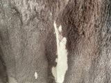 an image of a close up of a horse ' s butt