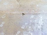 a small insect that is sitting on the concrete