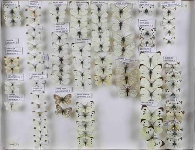 de nombreux types de papillons exposés dans une vitrine