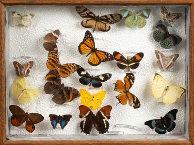 a lot of butterflies that are in a shadow box
