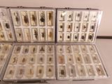 a lot of bugs in a case on the table