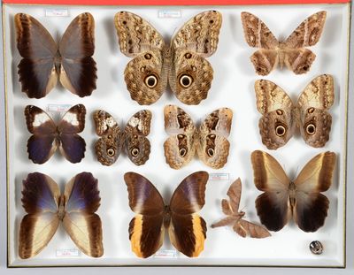 de nombreux types de papillons exposés dans une vitrine