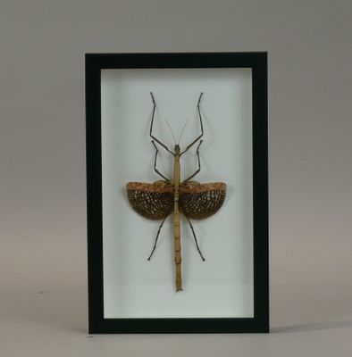 a close up of a insect in a frame on a white background