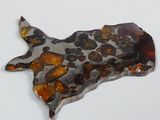 a piece of tortoise on the surface of a white surface