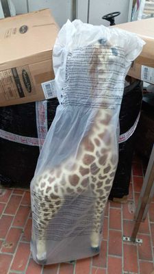 Melissa & Doug - Peluche Girafe Géante - Peluche Girafe 1,2 …