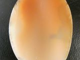 a piece of shell on a black surface