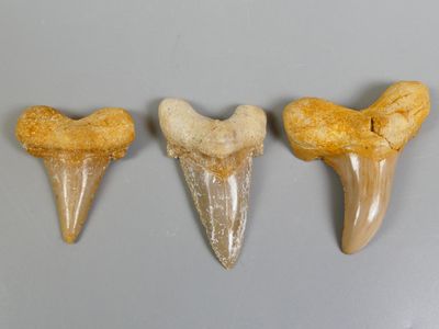 three fossil teeth are shown in a row on a gray surface