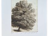 une image représentant un dessin d'arbre dans un cadre blanc